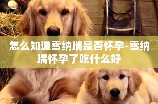 怎么知道雪納瑞是否懷孕-雪納瑞懷孕了吃什么好