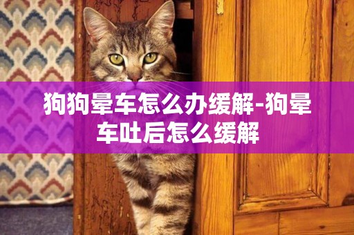 狗狗暈車怎么辦緩解-狗暈車吐后怎么緩解