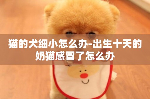 貓的犬細小怎么辦-出生十天的奶貓感冒了怎么辦