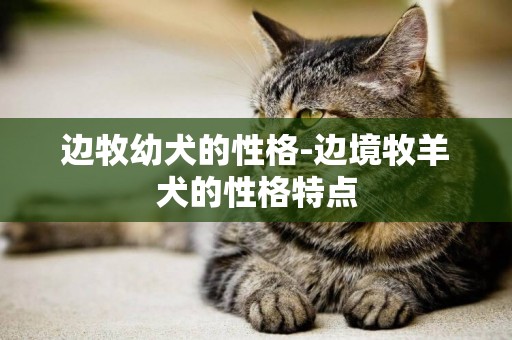邊牧幼犬的性格-邊境牧羊犬的性格特點
