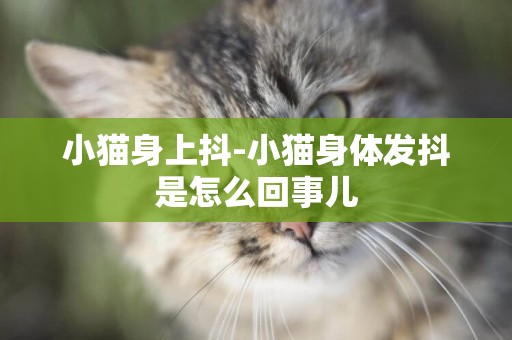 小貓身上抖-小貓身體發抖是怎么回事兒