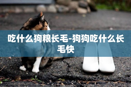 吃什么狗糧長毛-狗狗吃什么長毛快