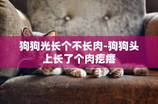 狗狗光長個不長肉-狗狗頭上長了個肉疙瘩