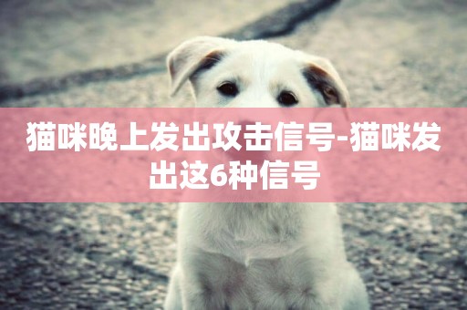 貓咪晚上發出攻擊信號-貓咪發出這6種信號