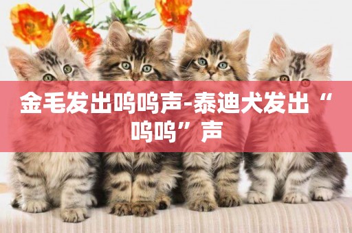 金毛發出嗚嗚聲-泰迪犬發出“嗚嗚”聲