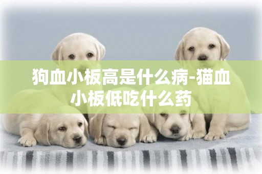 狗血小板高是什么病-貓血小板低吃什么藥