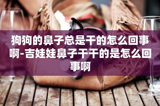 狗狗的鼻子總是干的怎么回事啊-吉娃娃鼻子干干的是怎么回事啊