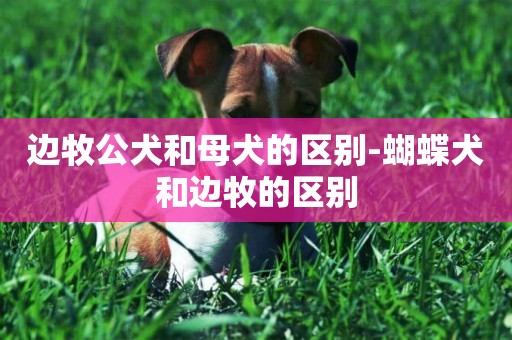 邊牧公犬和母犬的區別-蝴蝶犬和邊牧的區別