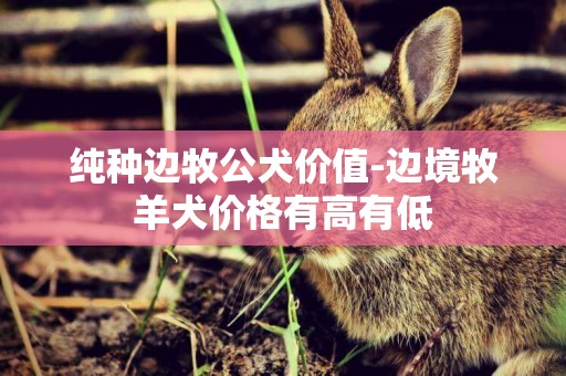 純種邊牧公犬價值-邊境牧羊犬價格有高有低
