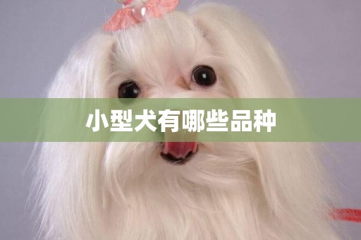 小型犬有哪些品種