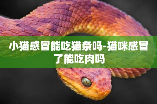 小貓感冒能吃貓條嗎-貓咪感冒了能吃肉嗎