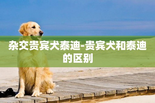 雜交貴賓犬泰迪-貴賓犬和泰迪的區別