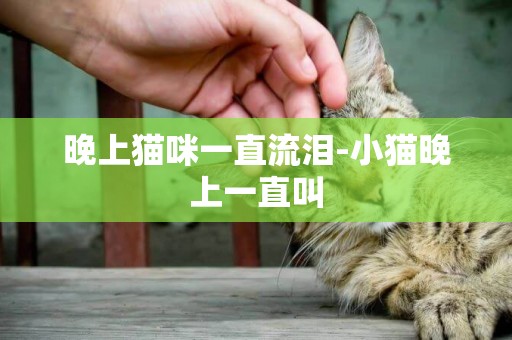 晚上貓咪一直流淚-小貓晚上一直叫