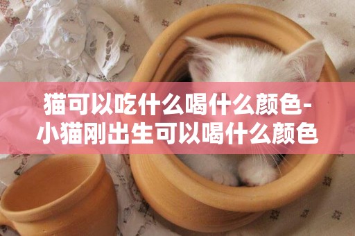 貓可以吃什么喝什么顏色-小貓剛出生可以喝什么顏色