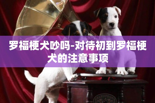羅福梗犬吵嗎-對待初到羅福梗犬的注意事項