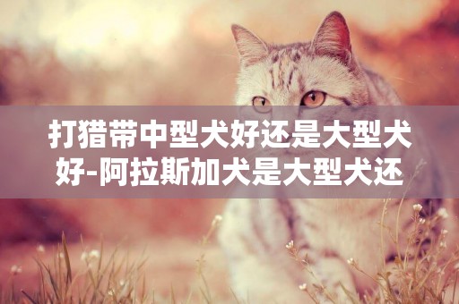 打獵帶中型犬好還是大型犬好-阿拉斯加犬是大型犬還是中型犬