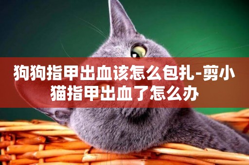 狗狗指甲出血該怎么包扎-剪小貓指甲出血了怎么辦