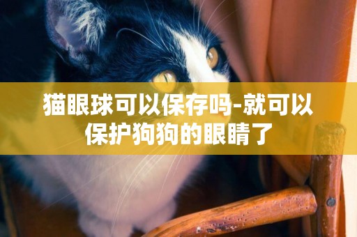 貓眼球可以保存嗎-就可以保護狗狗的眼睛了