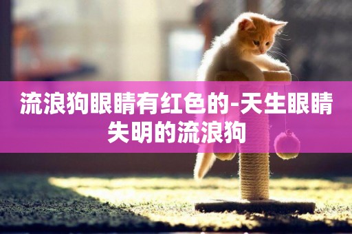 流浪狗眼睛有紅色的-天生眼睛失明的流浪狗