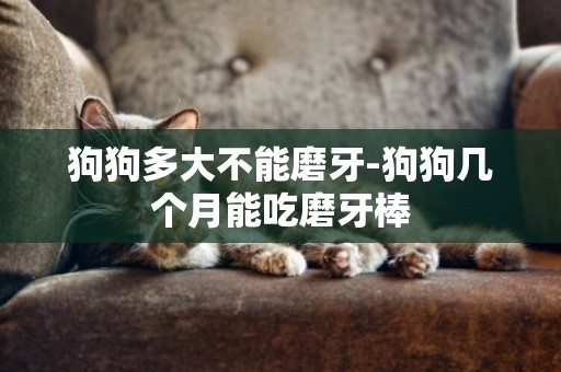 狗狗多大不能磨牙-狗狗幾個月能吃磨牙棒