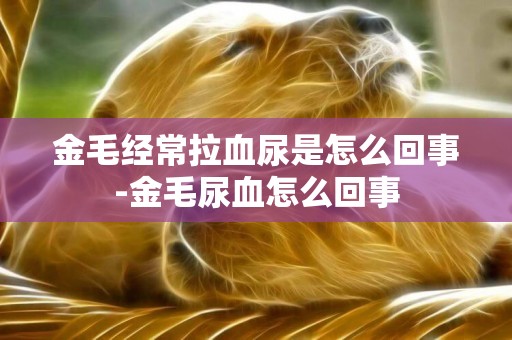 金毛經常拉血尿是怎么回事-金毛尿血怎么回事