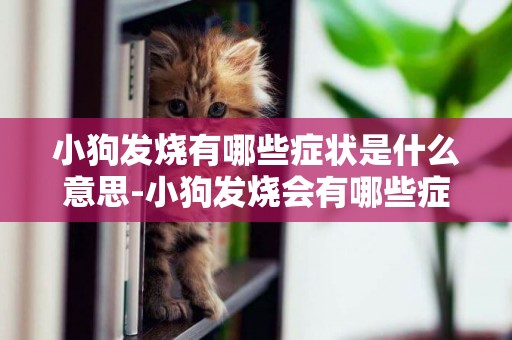 小狗發燒有哪些癥狀是什么意思-小狗發燒會有哪些癥狀