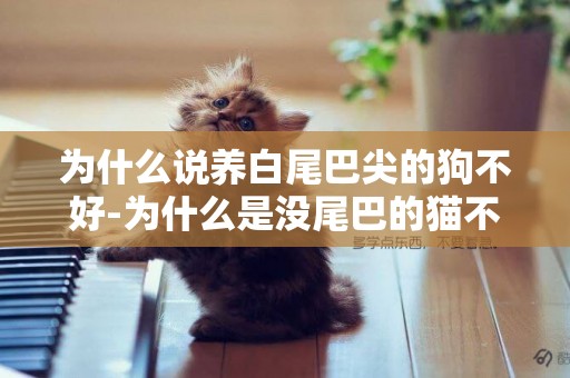 為什么說養白尾巴尖的狗不好-為什么是沒尾巴的貓不好
