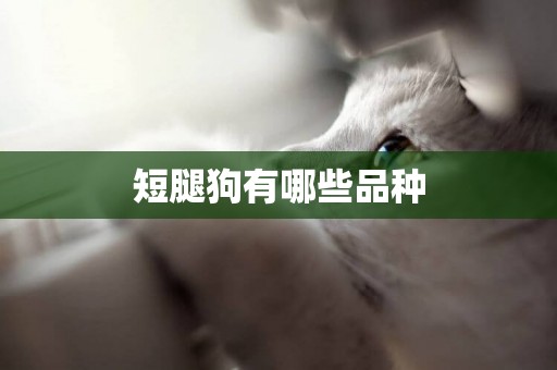 短腿狗有哪些品種