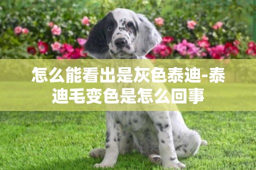 怎么能看出是灰色泰迪-泰迪毛變色是怎么回事