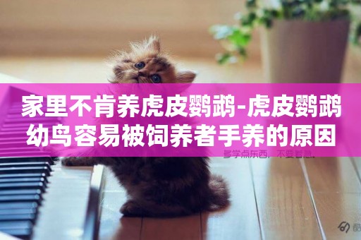 家里不肯養虎皮鸚鵡-虎皮鸚鵡幼鳥容易被飼養者手養的原因