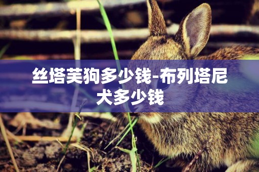 絲塔芙狗多少錢-布列塔尼犬多少錢