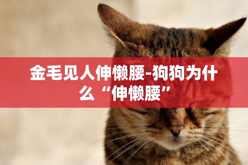 金毛見人伸懶腰-狗狗為什么“伸懶腰”