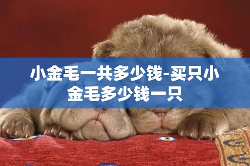 小金毛一共多少錢-買只小金毛多少錢一只