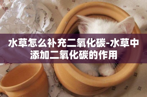 水草怎么補充二氧化碳-水草中添加二氧化碳的作用