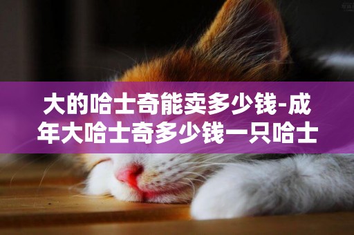 大的哈士奇能賣多少錢-成年大哈士奇多少錢一只哈士奇怎么養