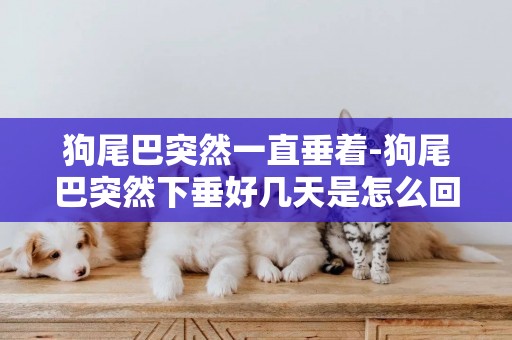 狗尾巴突然一直垂著-狗尾巴突然下垂好幾天是怎么回事