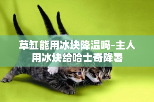 草缸能用冰塊降溫嗎-主人用冰塊給哈士奇降暑