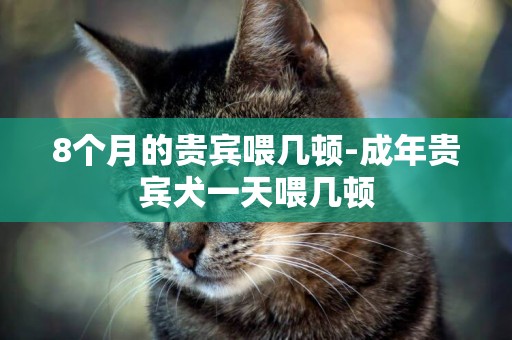 8個月的貴賓喂幾頓-成年貴賓犬一天喂幾頓