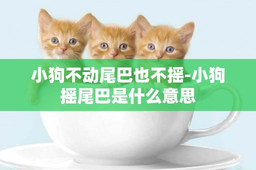 小狗不動尾巴也不搖-小狗搖尾巴是什么意思