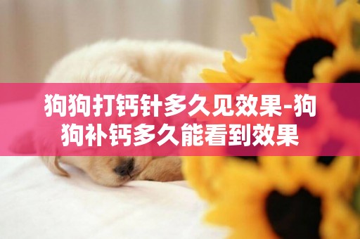 狗狗打鈣針多久見效果-狗狗補鈣多久能看到效果