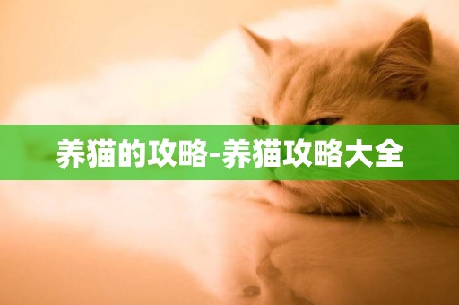 養貓的攻略-養貓攻略大全