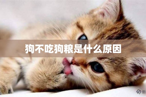 狗不吃狗糧是什么原因