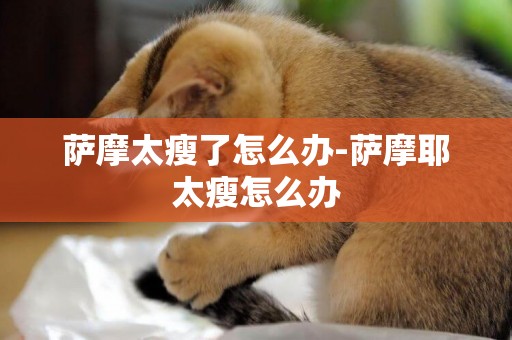 薩摩太瘦了怎么辦-薩摩耶太瘦怎么辦