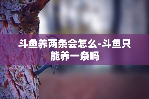斗魚養兩條會怎么-斗魚只能養一條嗎