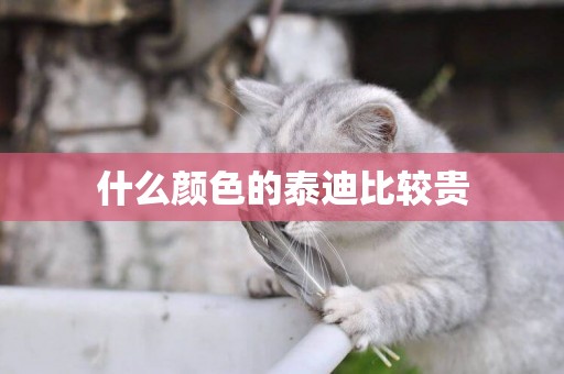 什么顏色的泰迪比較貴