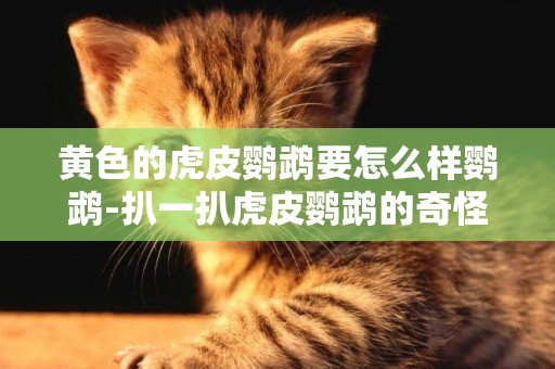 黃色的虎皮鸚鵡要怎么樣鸚鵡-扒一扒虎皮鸚鵡的奇怪病癥