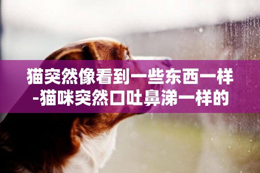 貓突然像看到一些東西一樣-貓咪突然口吐鼻涕一樣的東西怎么回事