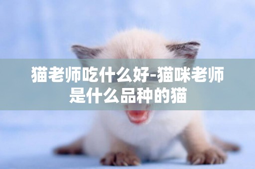 貓老師吃什么好-貓咪老師是什么品種的貓
