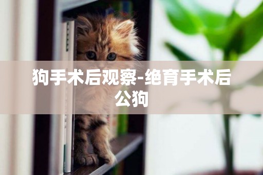 狗手術后觀察-絕育手術后公狗