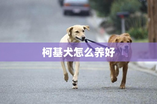 柯基犬怎么養好
